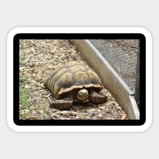 Sulcata Tortoise Sticker